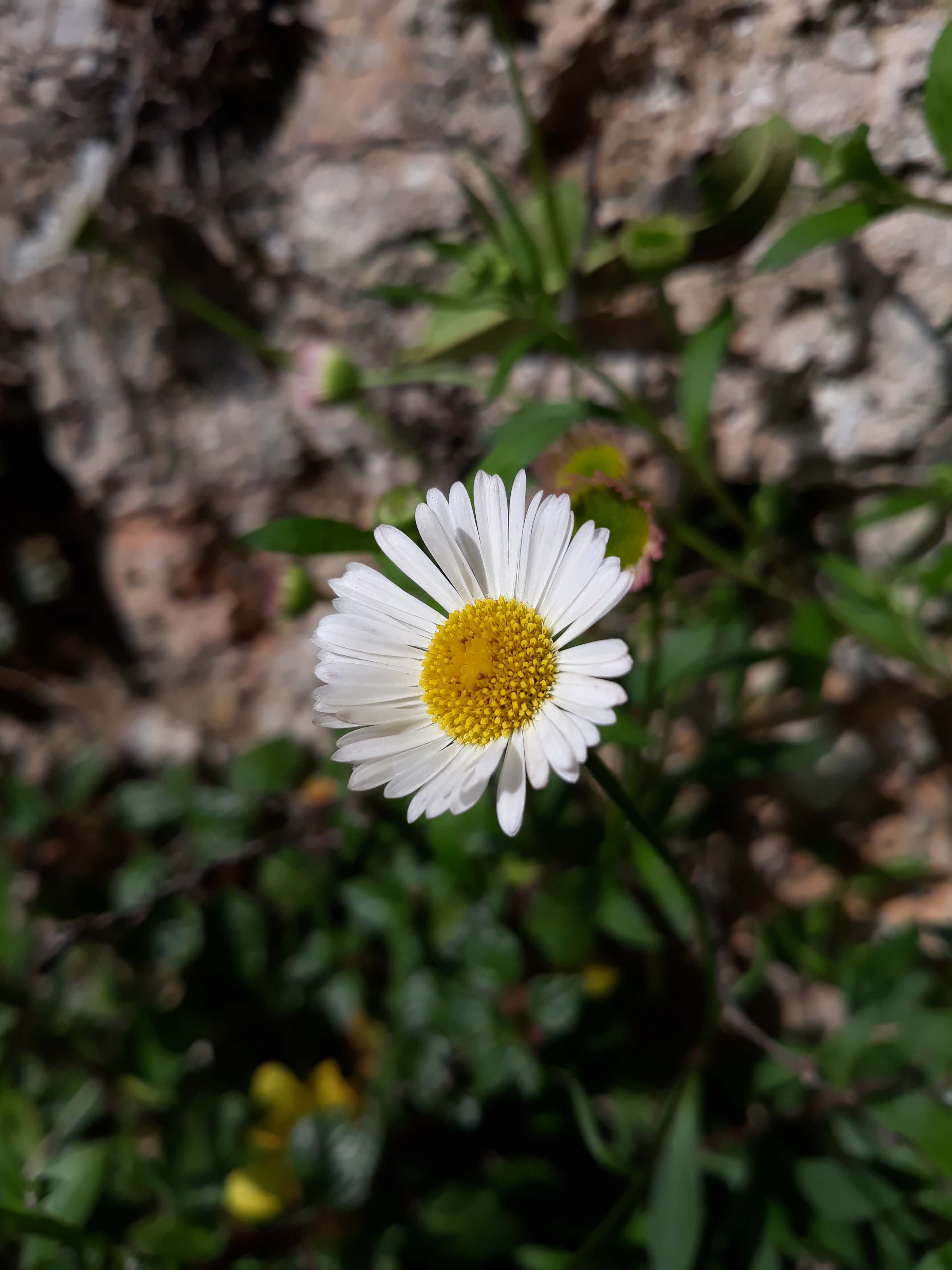 Erigeron ?