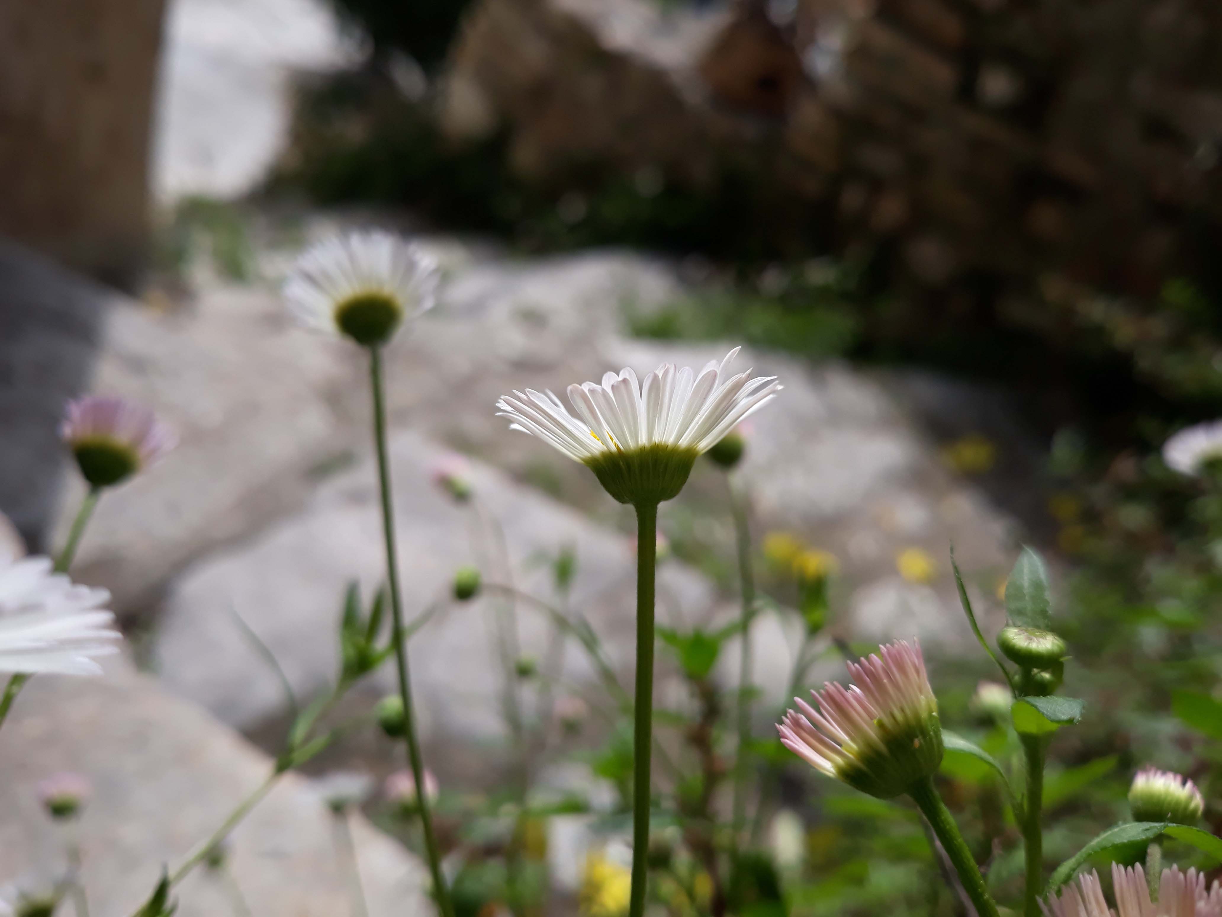 Erigeron