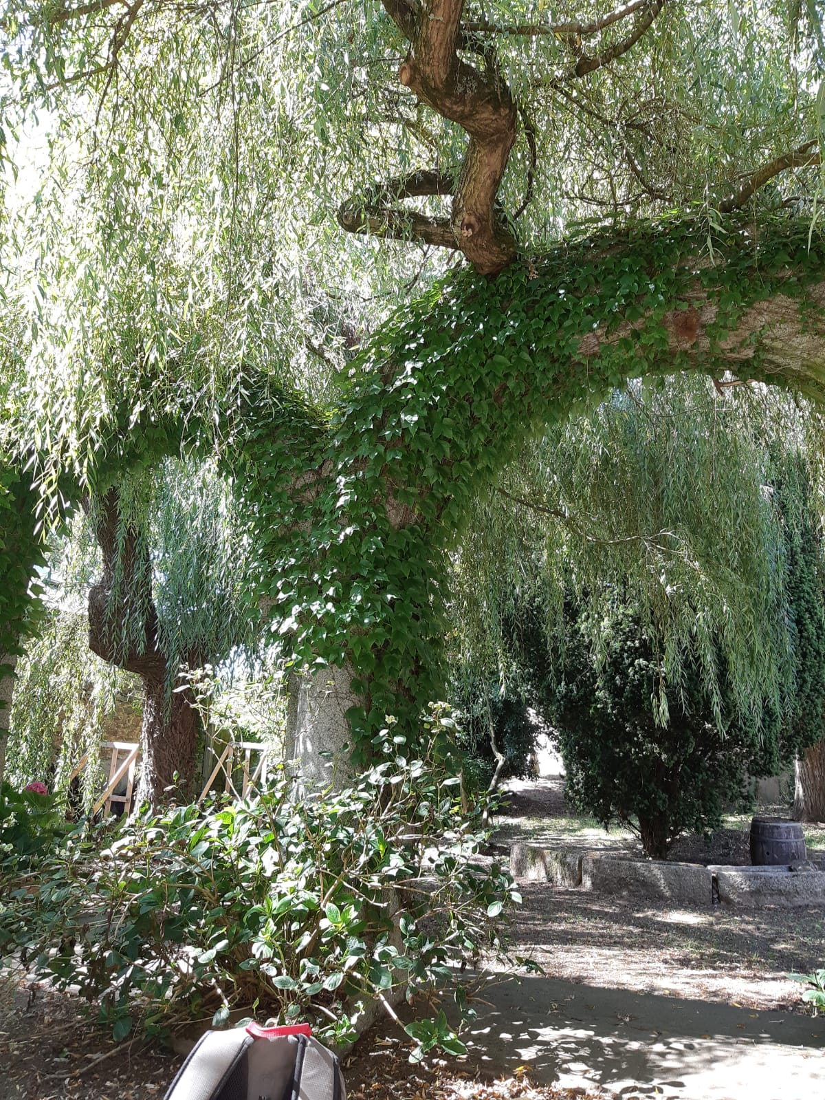 arche en pierre, vigne vierge et saule pleureur