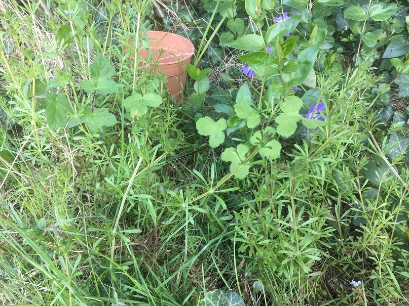 végétation variée