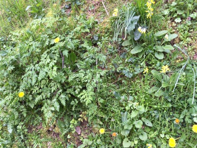 talus en bord de route