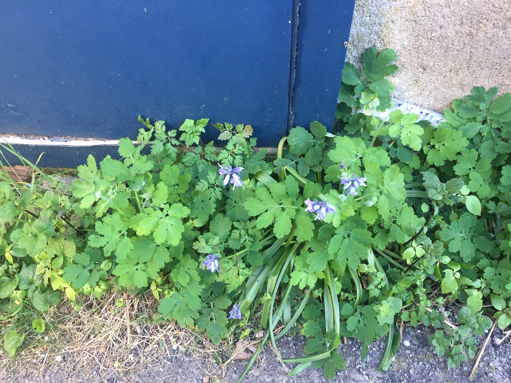 Au pied d'un mur menthe, jacinthe des bois (hyacintoides non-scripta), chélidoine, lierre terrestre, géranium robertanium