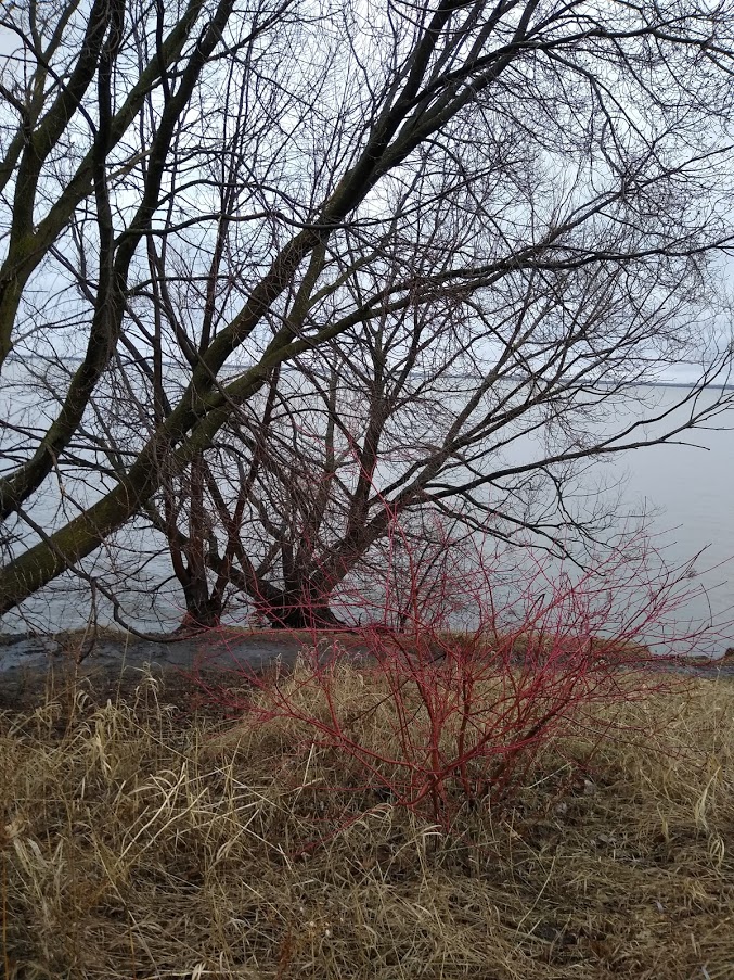 Arbre et arbustes proche du fleuve Verdun(Montréal) Canada