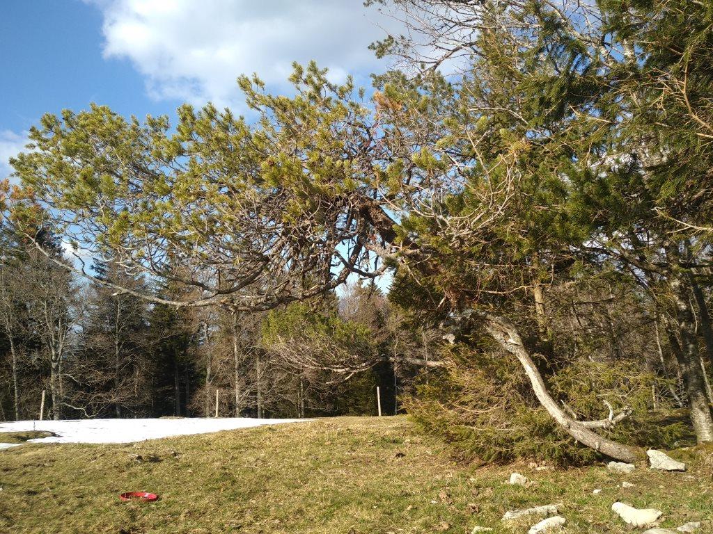 pinus mugo et picea abies