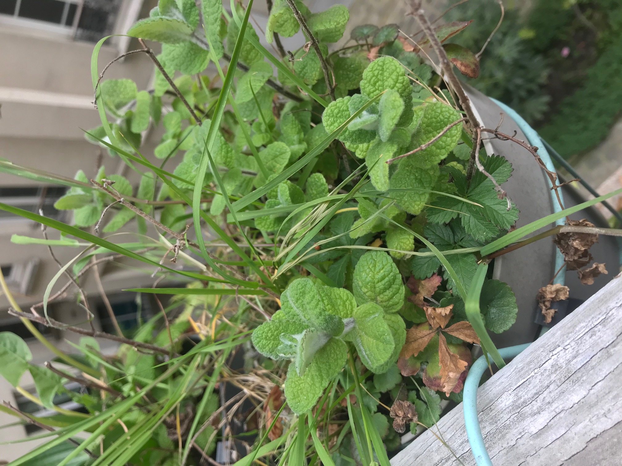 Menthe suave, potentille rampante, lierre terrestre, graminées