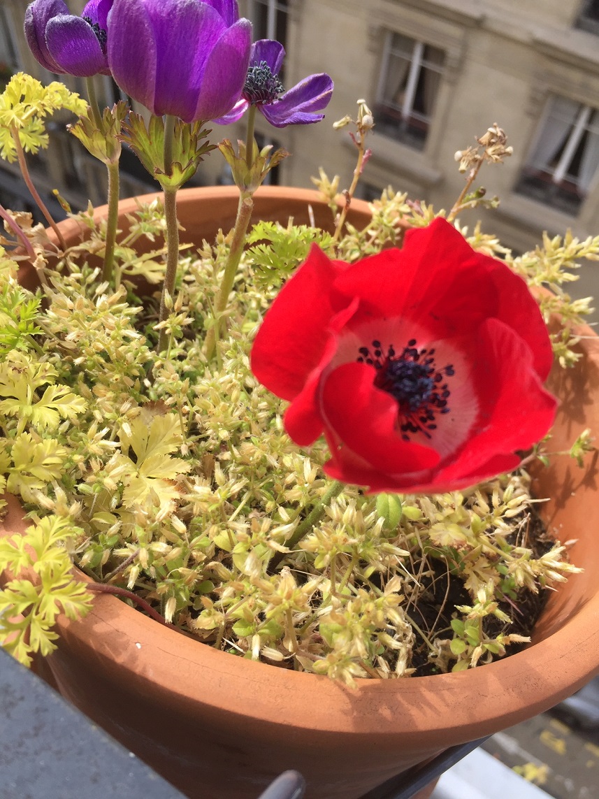 Anémone et Mouron ?