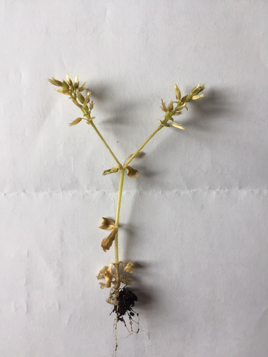 Mouron des oiseaux ?