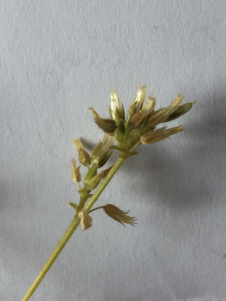 Mouron des oiseaux ?