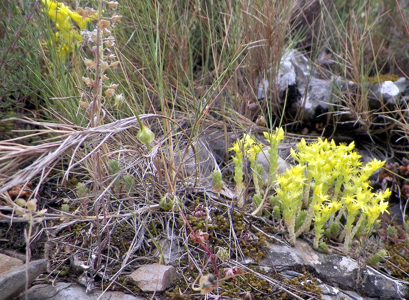 plantes sauvages languedoc roussillon