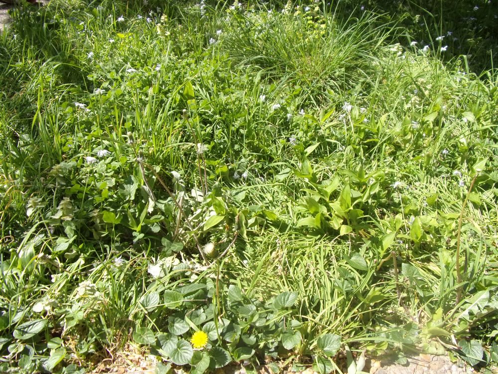 Herbes folles dans un jardin