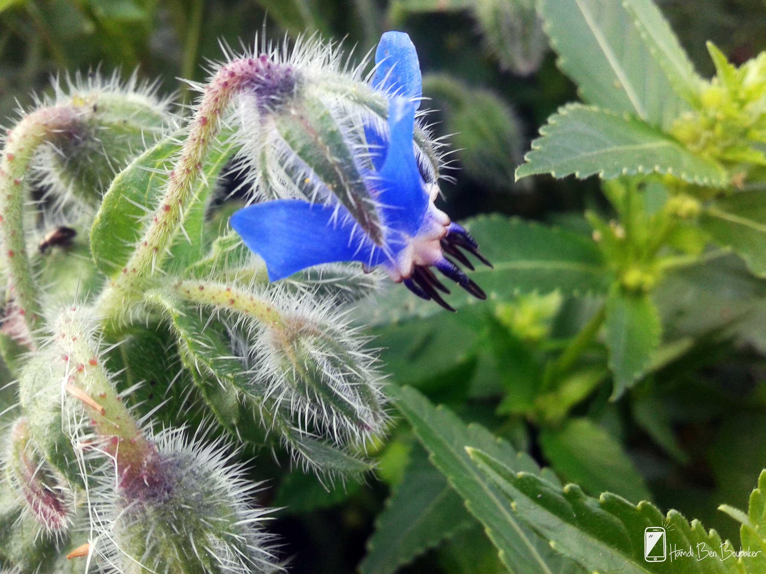 Bourrache officinale