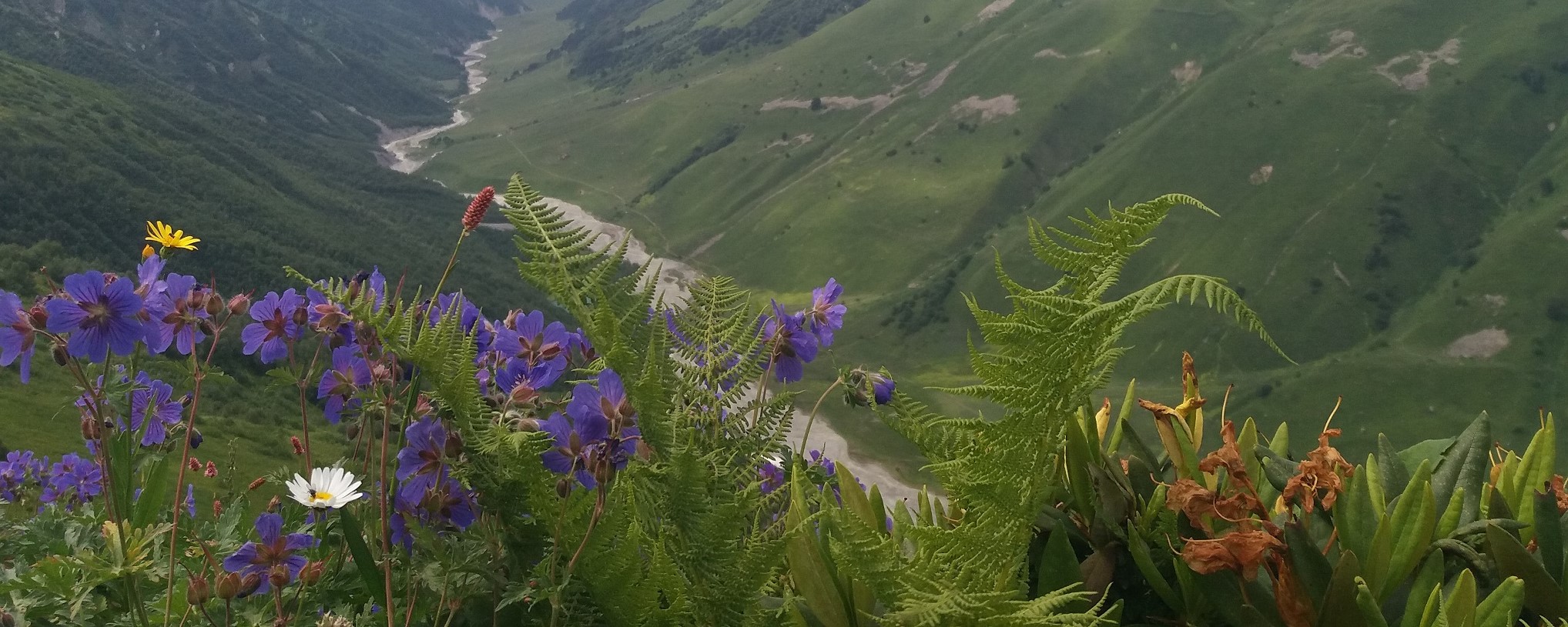 plantes de svanétie