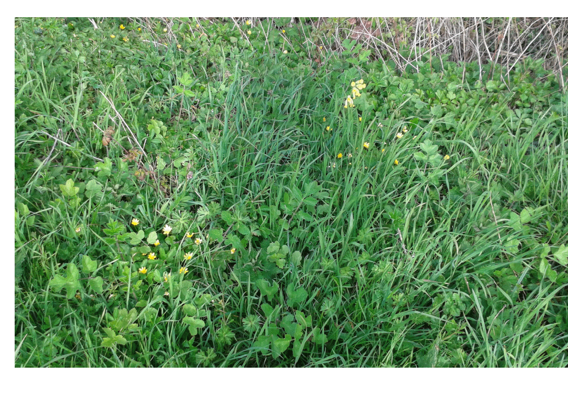 Biodiversité Le long du canal