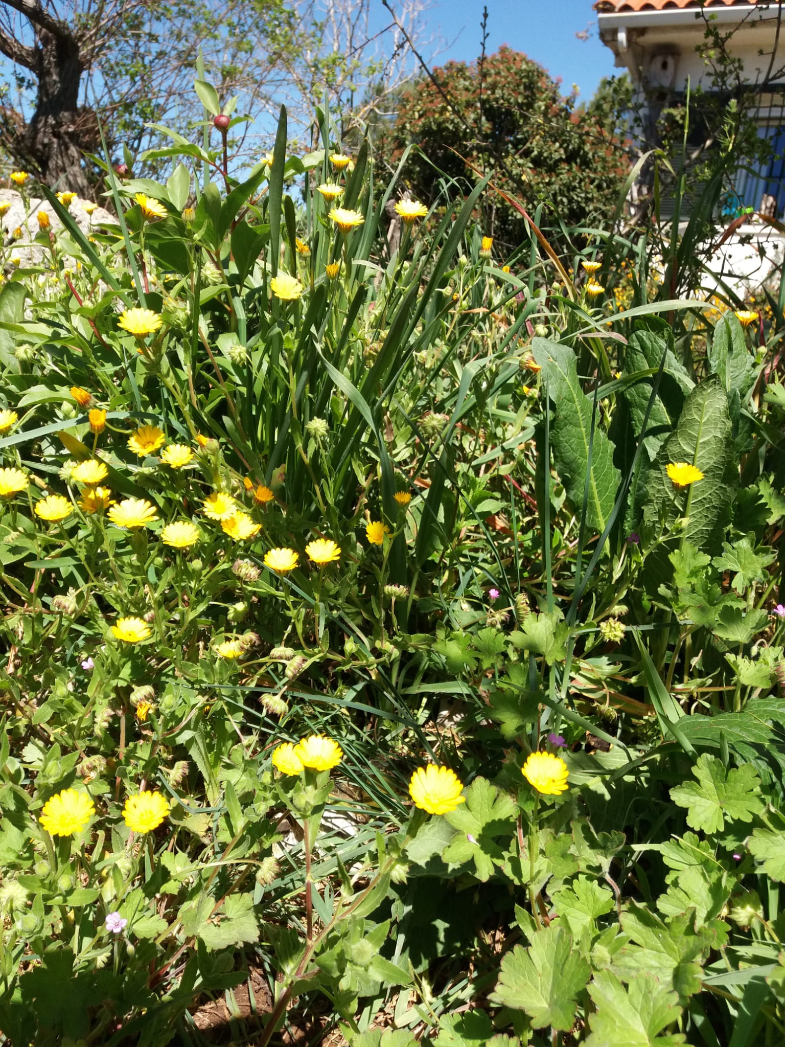 Calendula arvensis (jaune), Peonia broteroi (en haute à gauche), Euradium cicutarium (en bas avec des petites fleurs violettes)