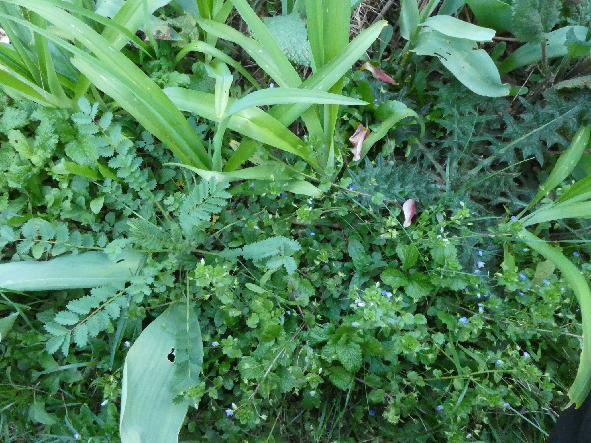 Carré de jardin, en bord de massif