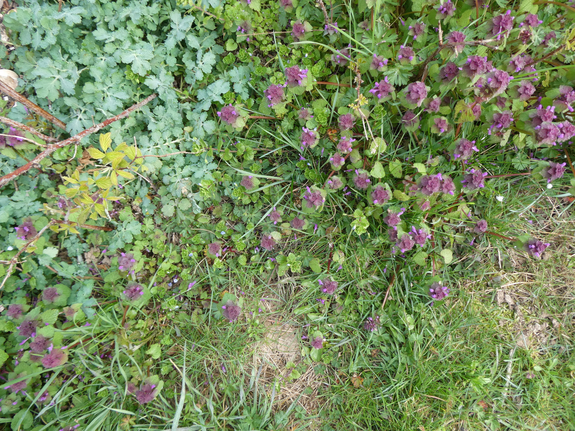 Biodiversité dans mon jardin