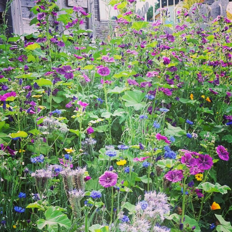 Pré fleuri devant les bureaux de Yellow Events