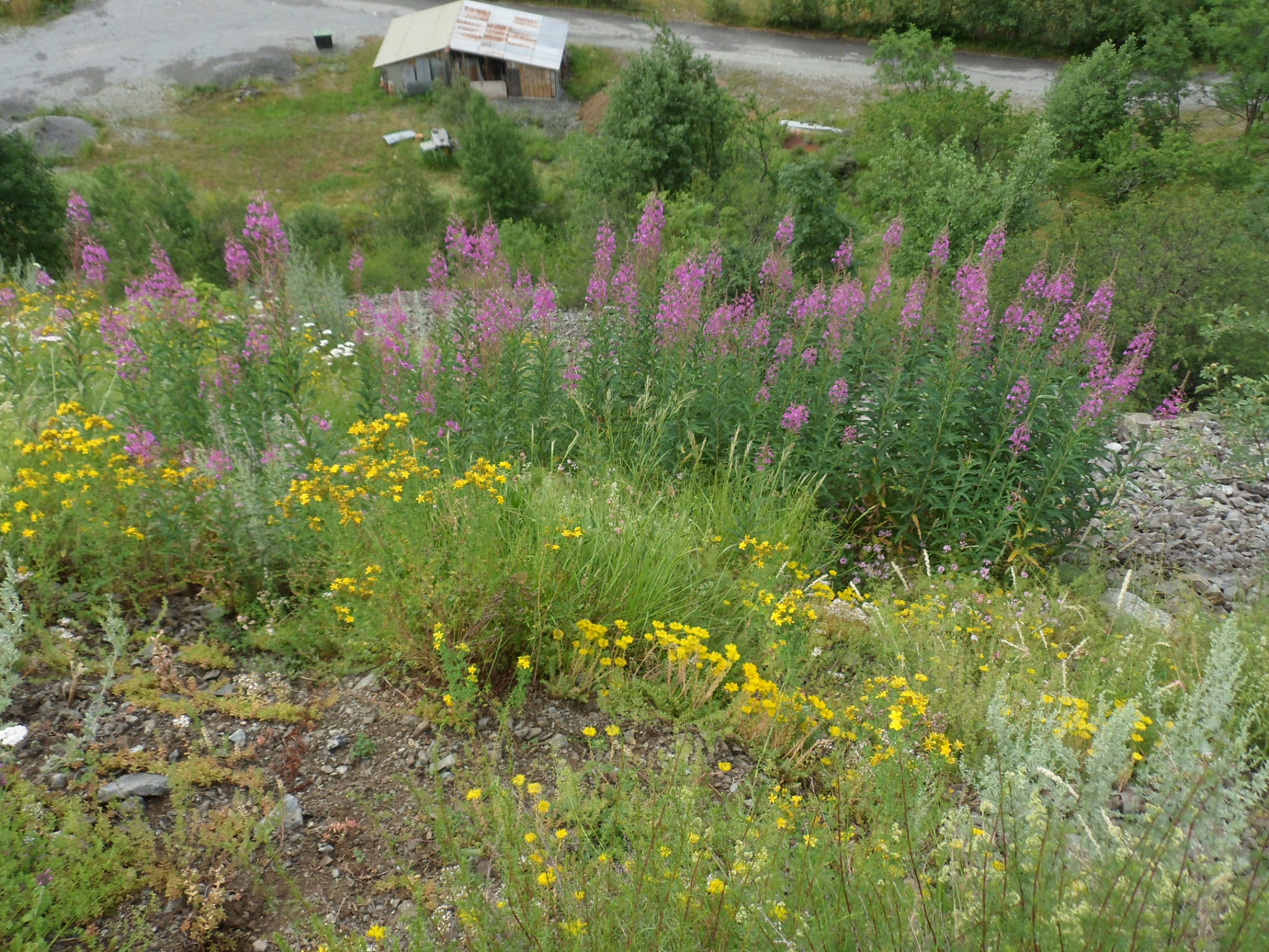 epilobe dans vallée alpine