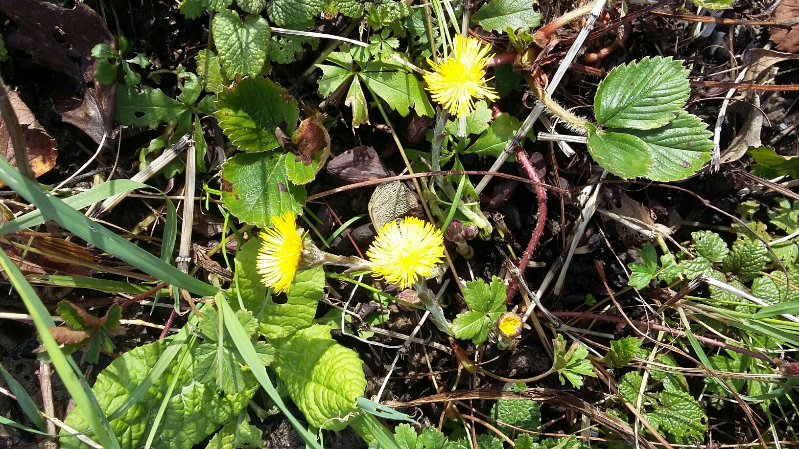 biodiversité au jardin partagé de la Brise