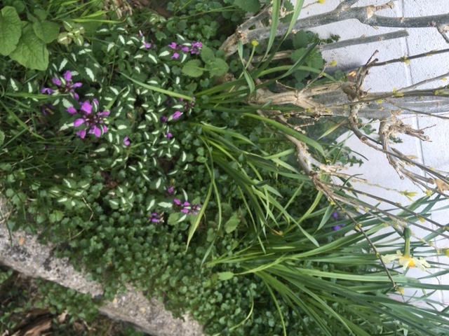 Biodiversité de mon jardinet