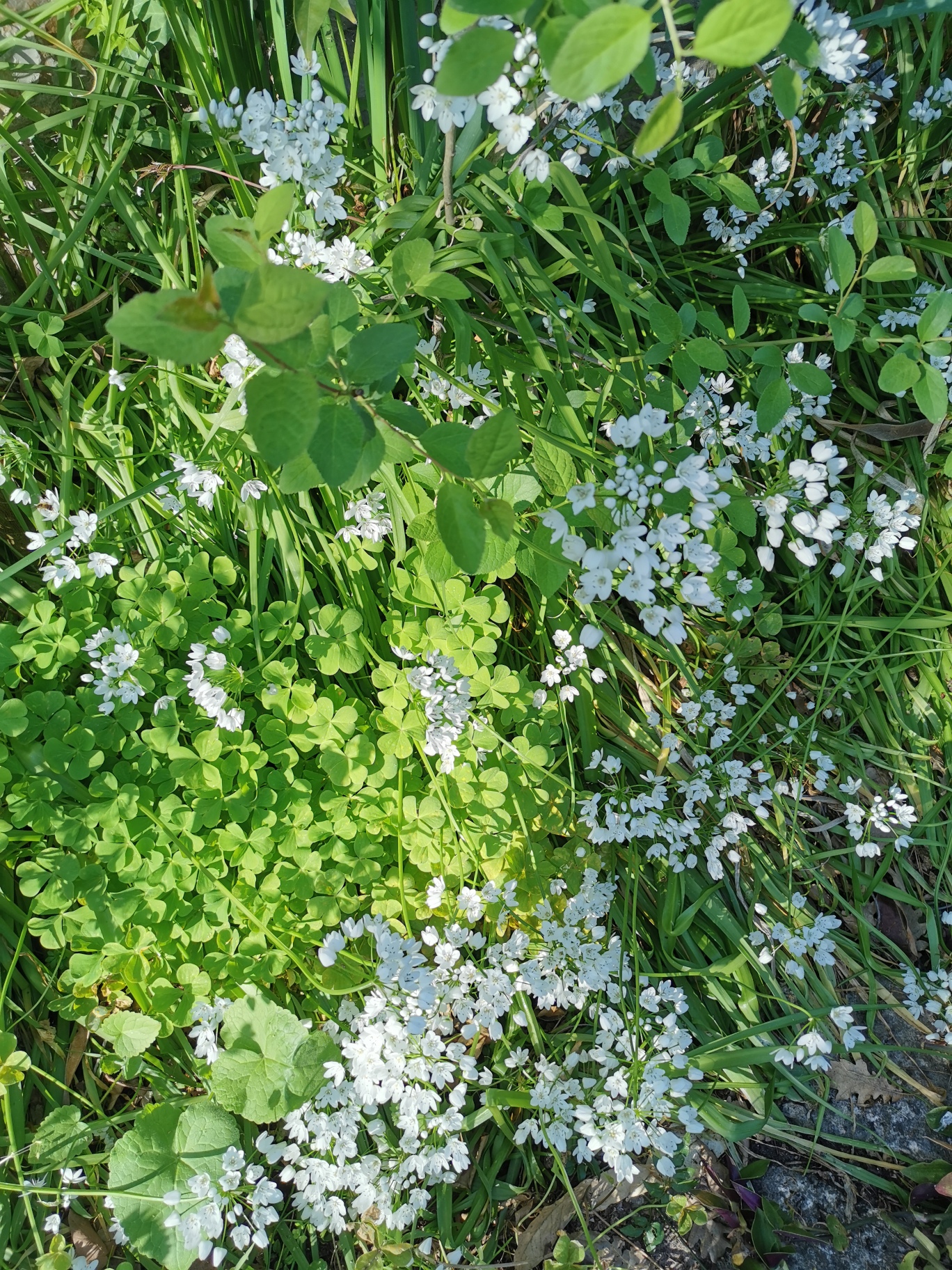 biodiversité dans mon jardin