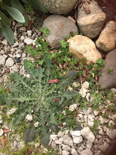 Plusieurs plantes cohabitent en bordure de chemin piétionnier empierré