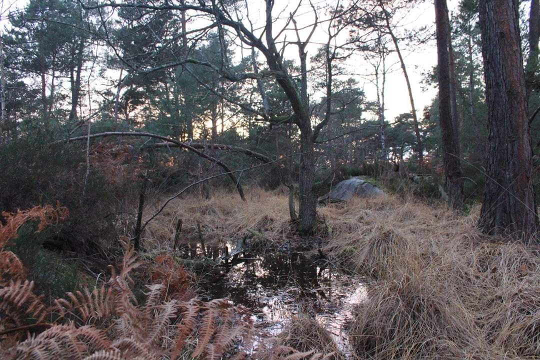 Mare et tourbière, pays de Fontainebleau