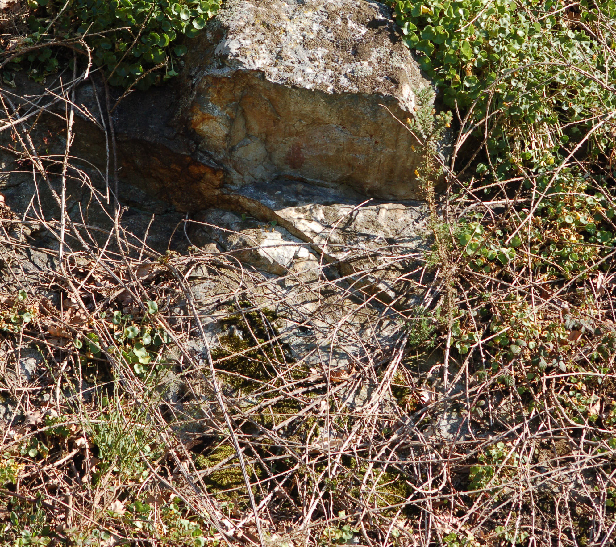 végétation sur rocaille