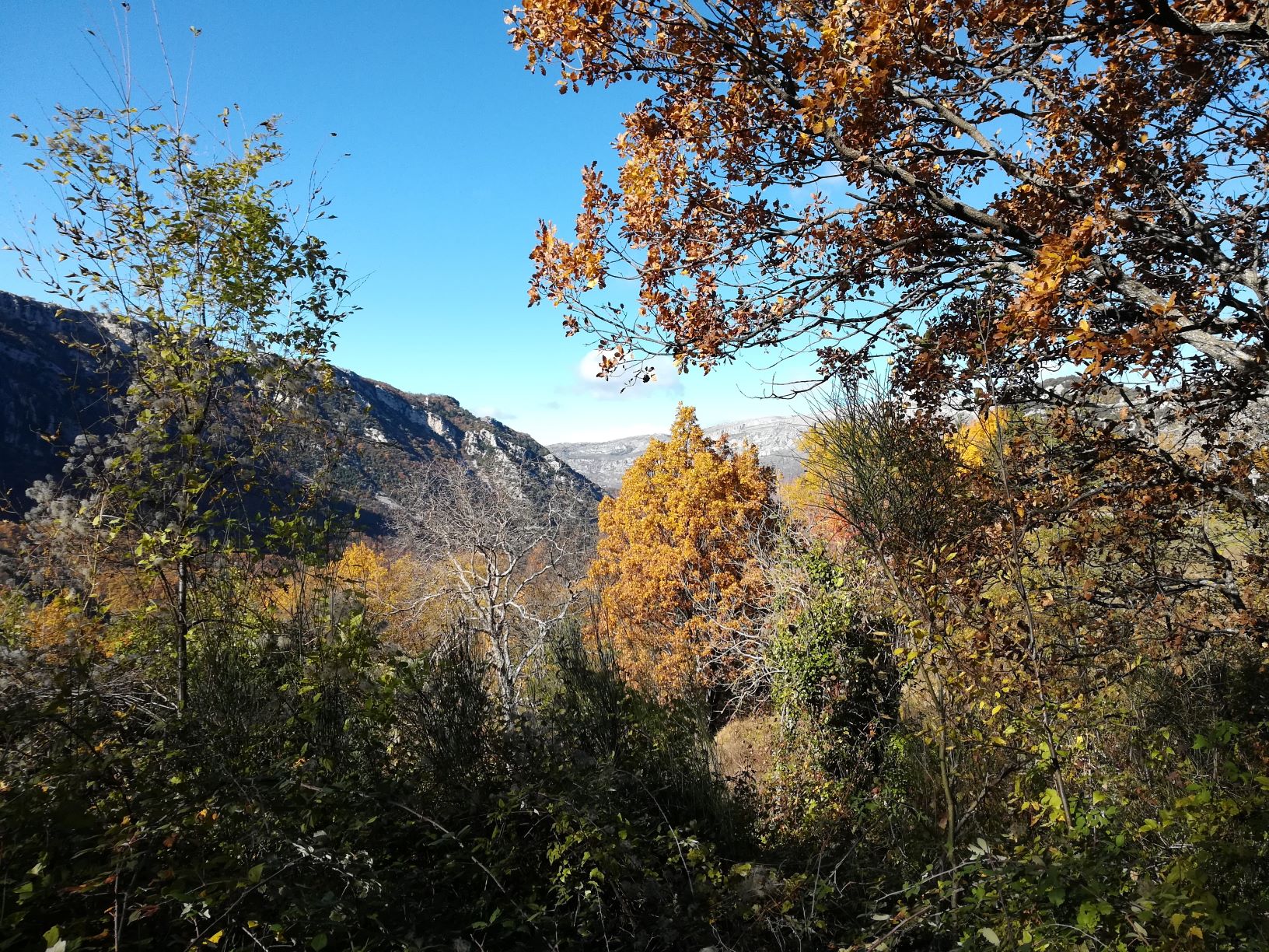 Diversité végétale vallée de l'Estéron