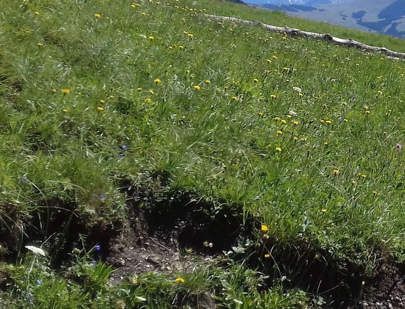 détail biodiversité Praz sur Arly