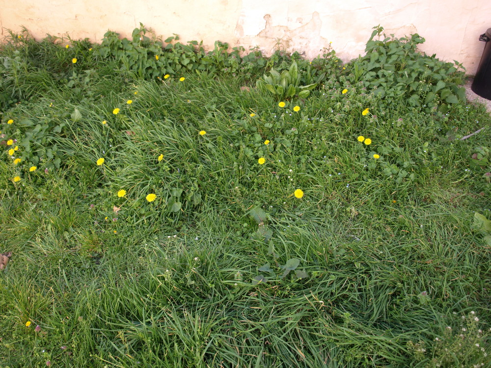 Biodiversité dans le jardin