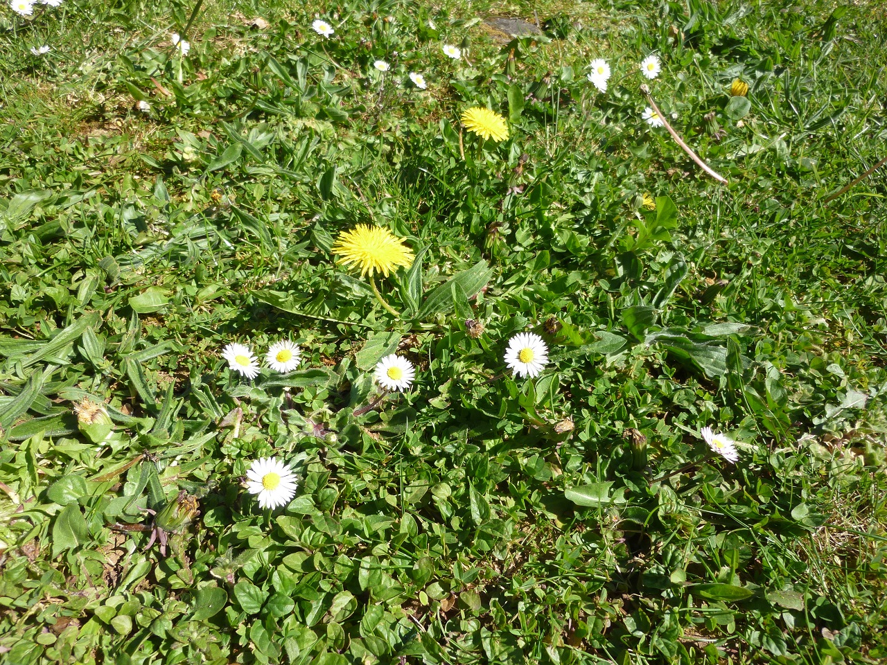 Paquerette, plantain, pissenlit, trèfle