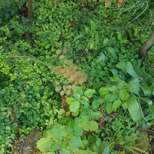 plantes spontanées dans une bordure