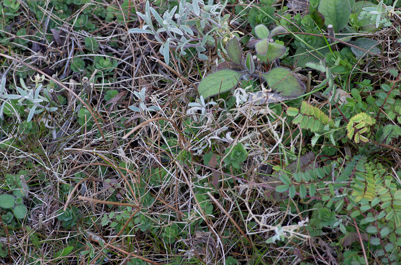 biodiversité d'une dalle.