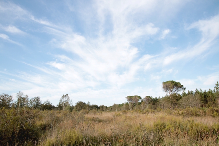 Parcelle en végétation sur la commune de Naujac sur Mer