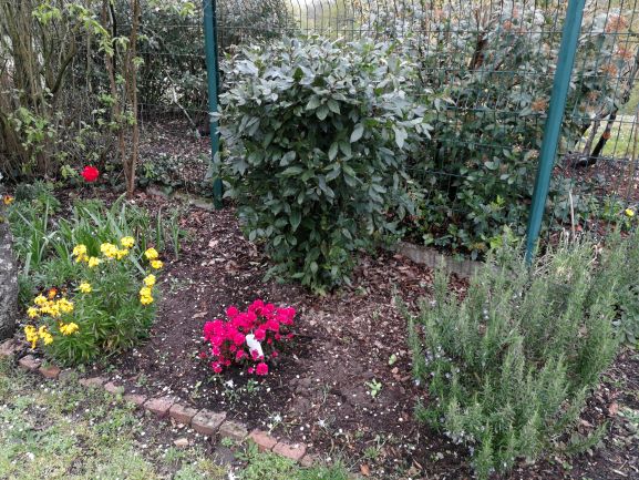 PLUSIEURS FLEURS DE MON JARDIN
