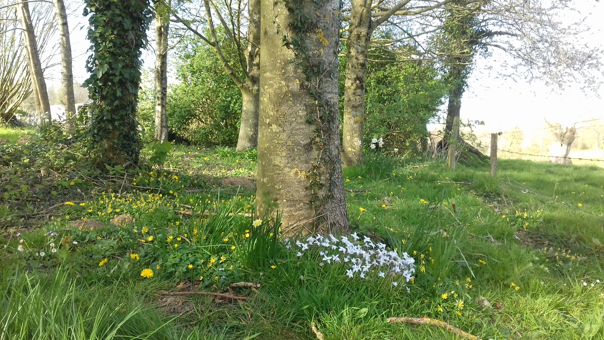 biodiversité  végétale en lisière