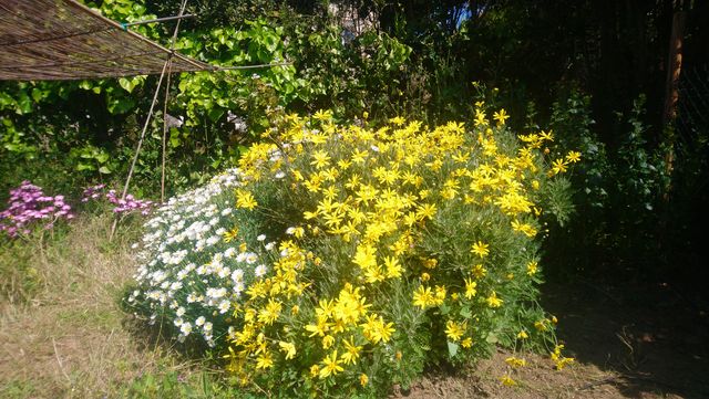 Massif d'Asteracées