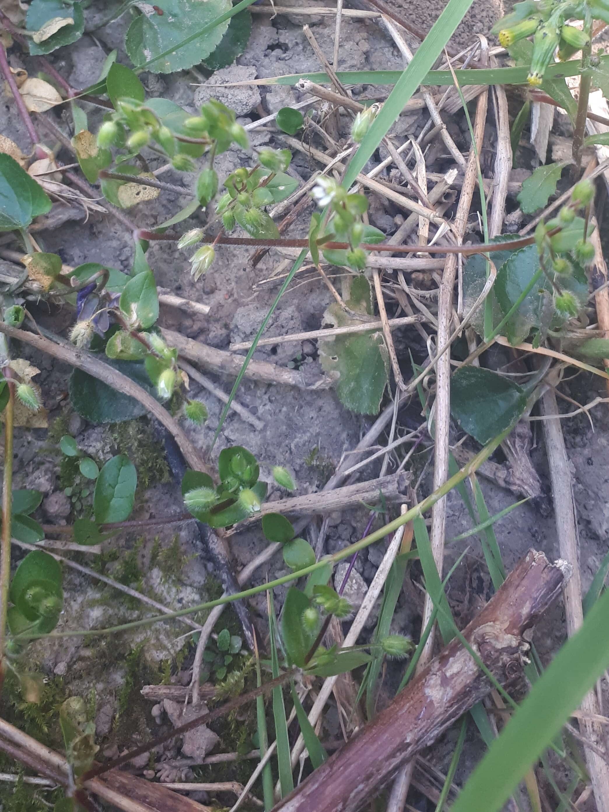 Plante indéterminée