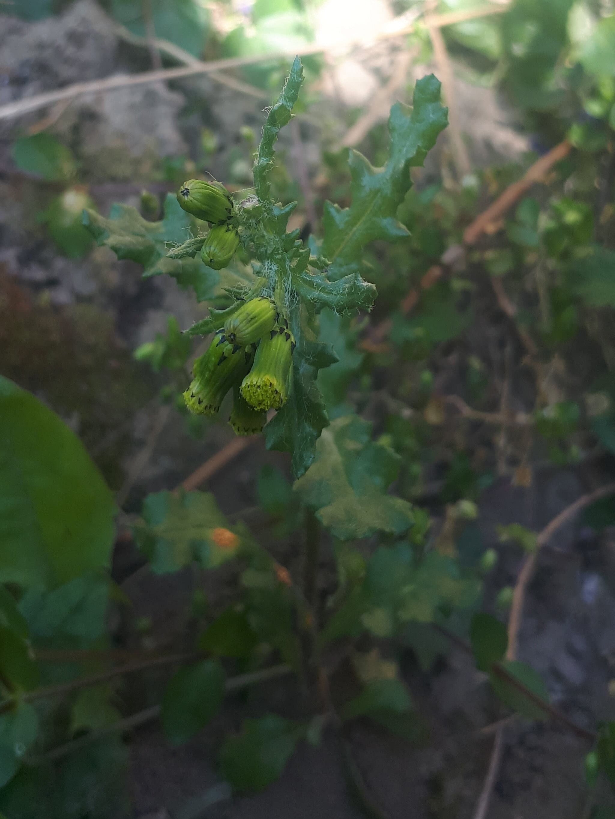 plante indéterminée