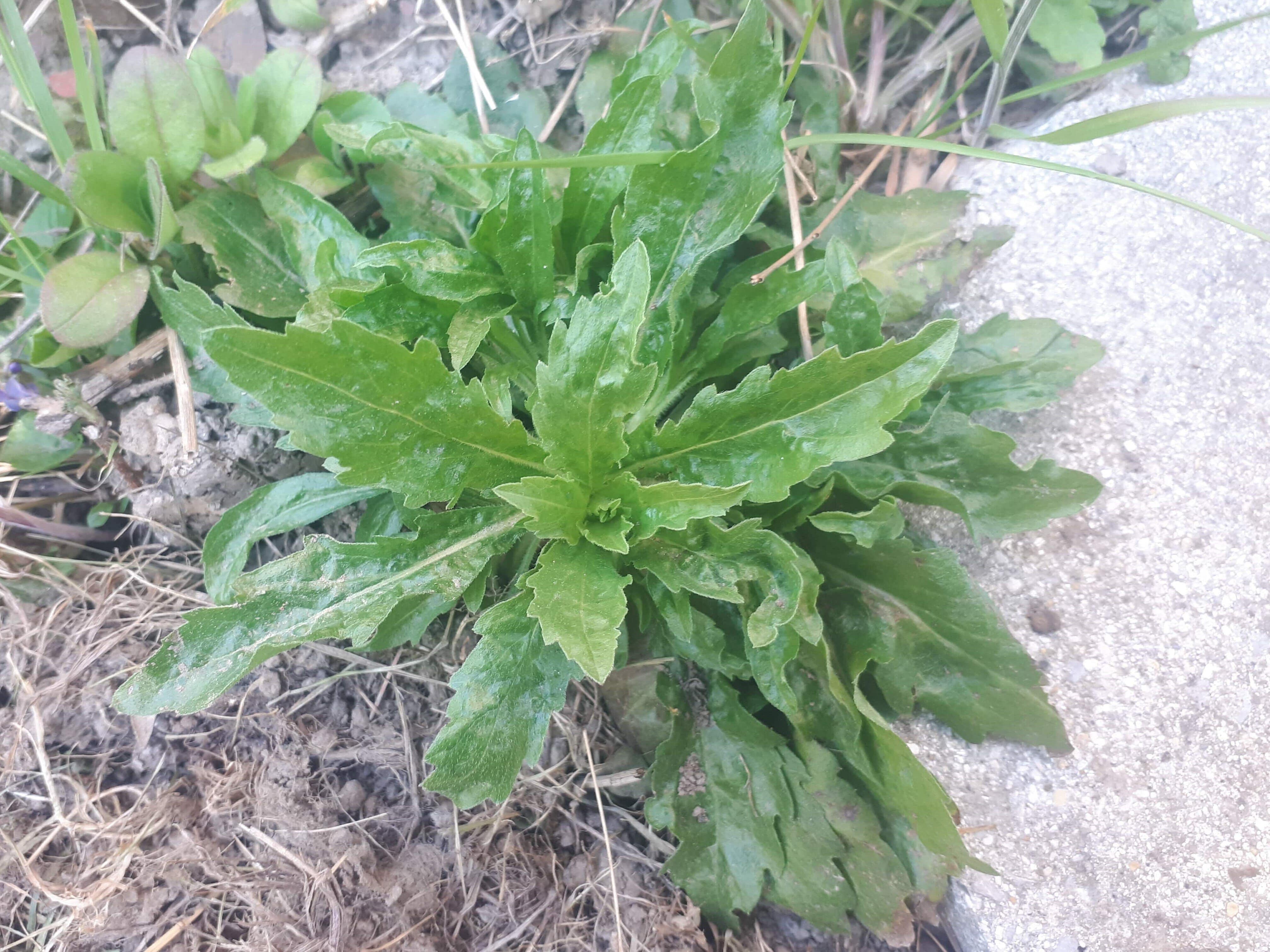 biodiversite plante indeterminée