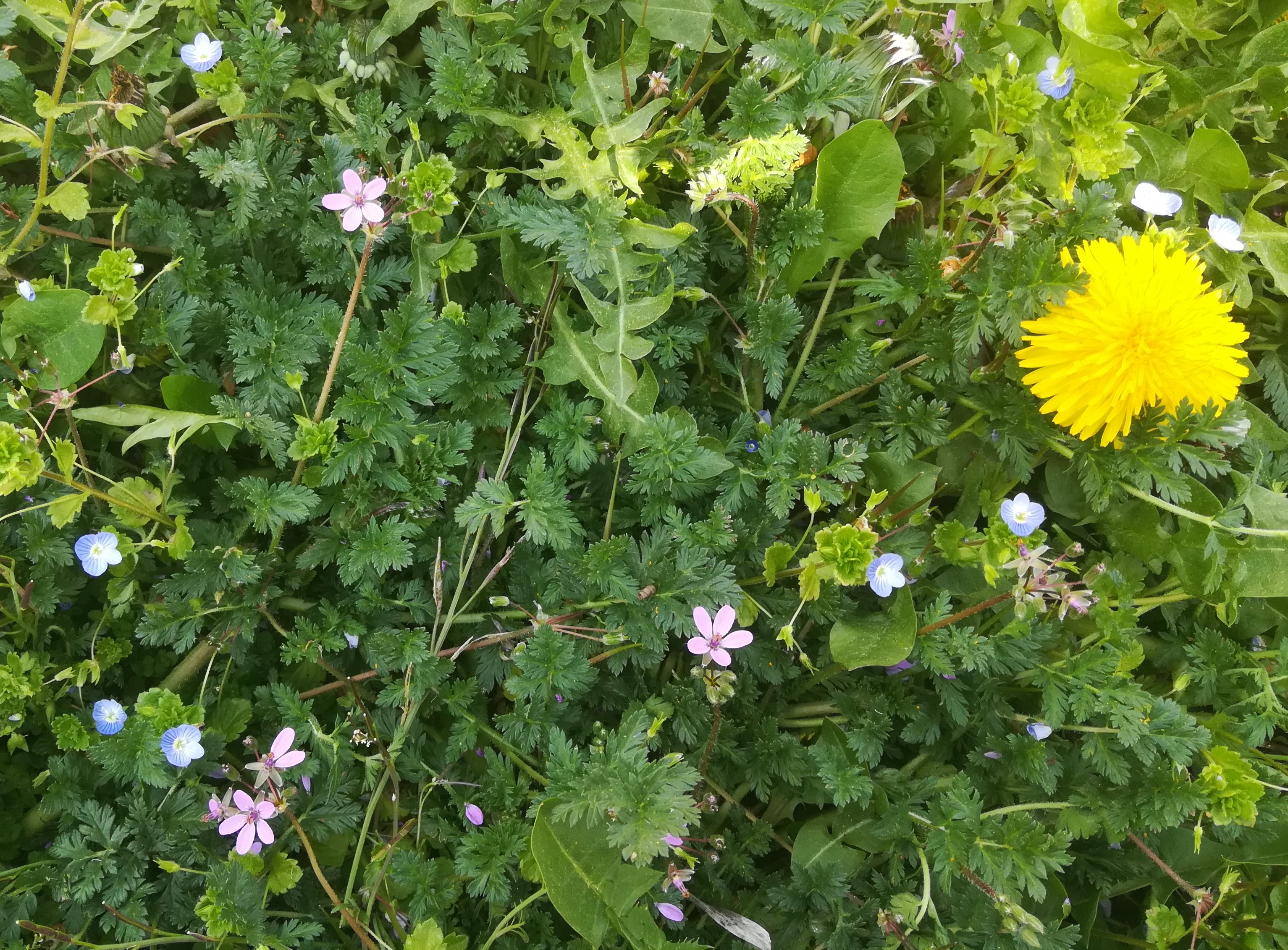 Biodiversité jardin