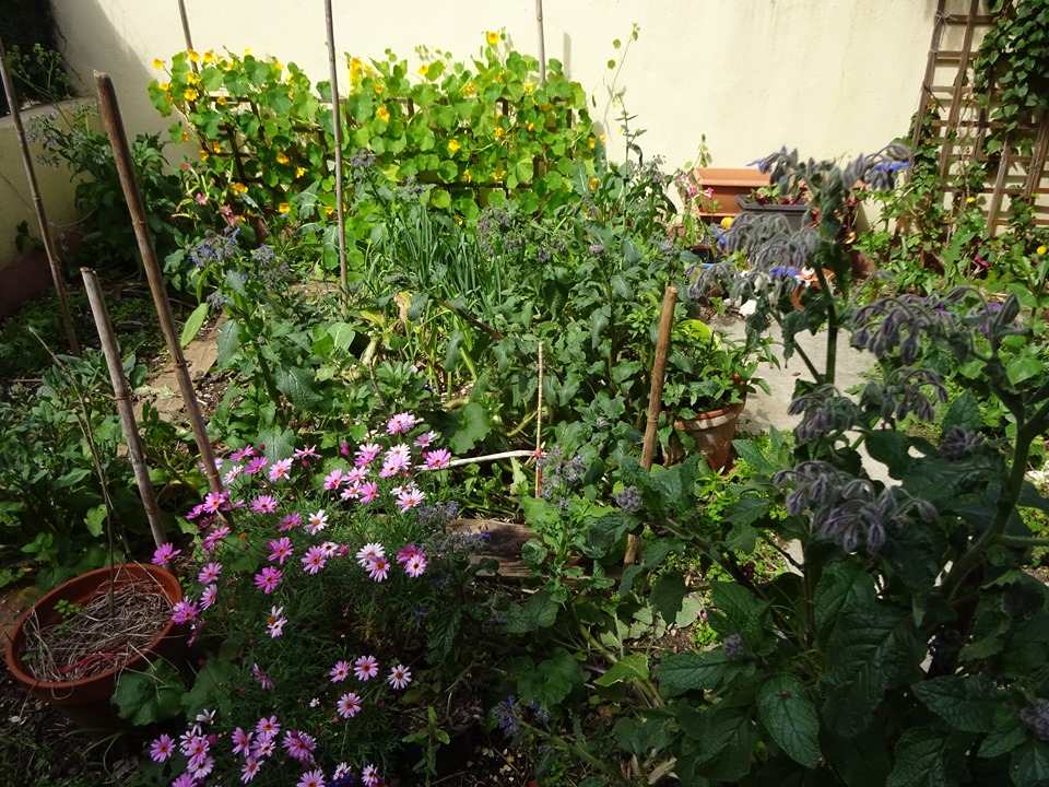 jardin potager à la maison au printemps 2020