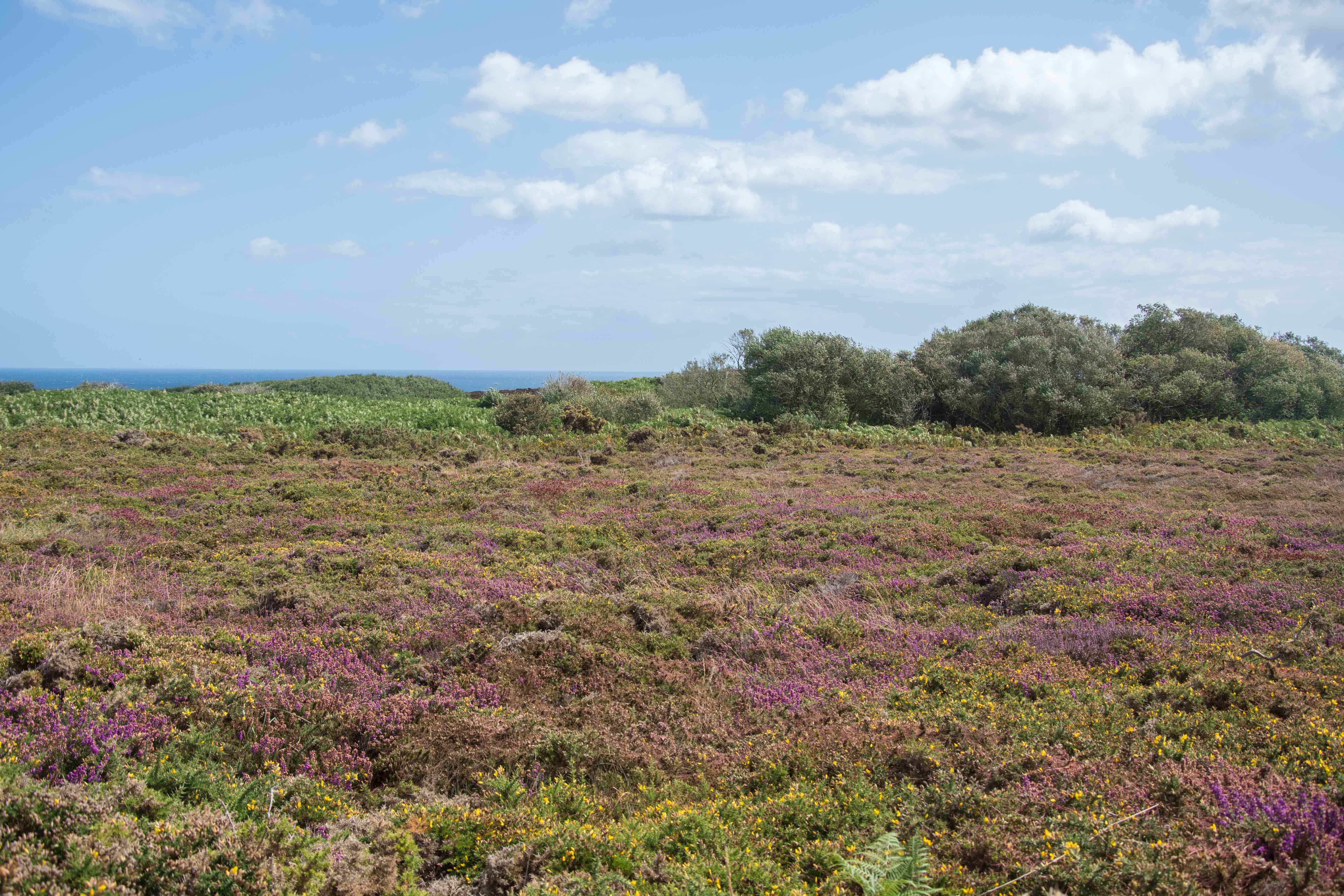 landes du Cap Fréhel, Août 2019
