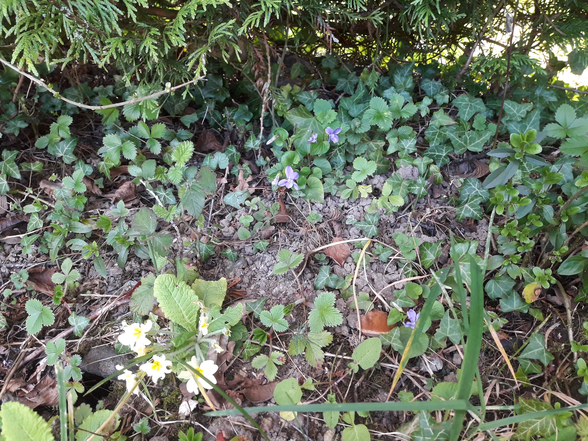 biodiversité menthon jardin