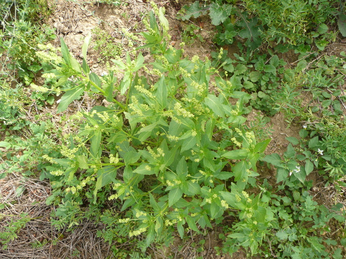 plantes sauvages dans un champ