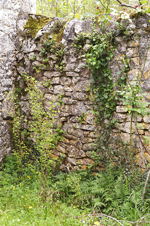 Biodiversité et vieux mur