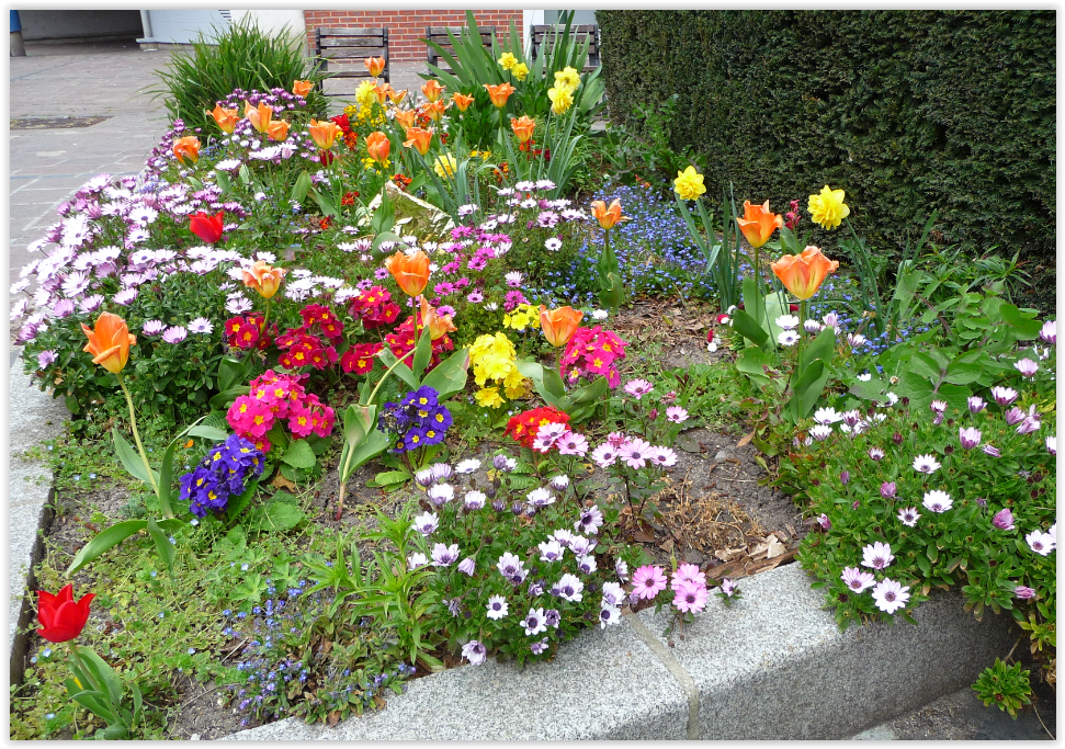 Je pense reconnaitre les tulipes, le myosotis bleu, les asters, des primevères, des jonquilles doubles et des giroflées...