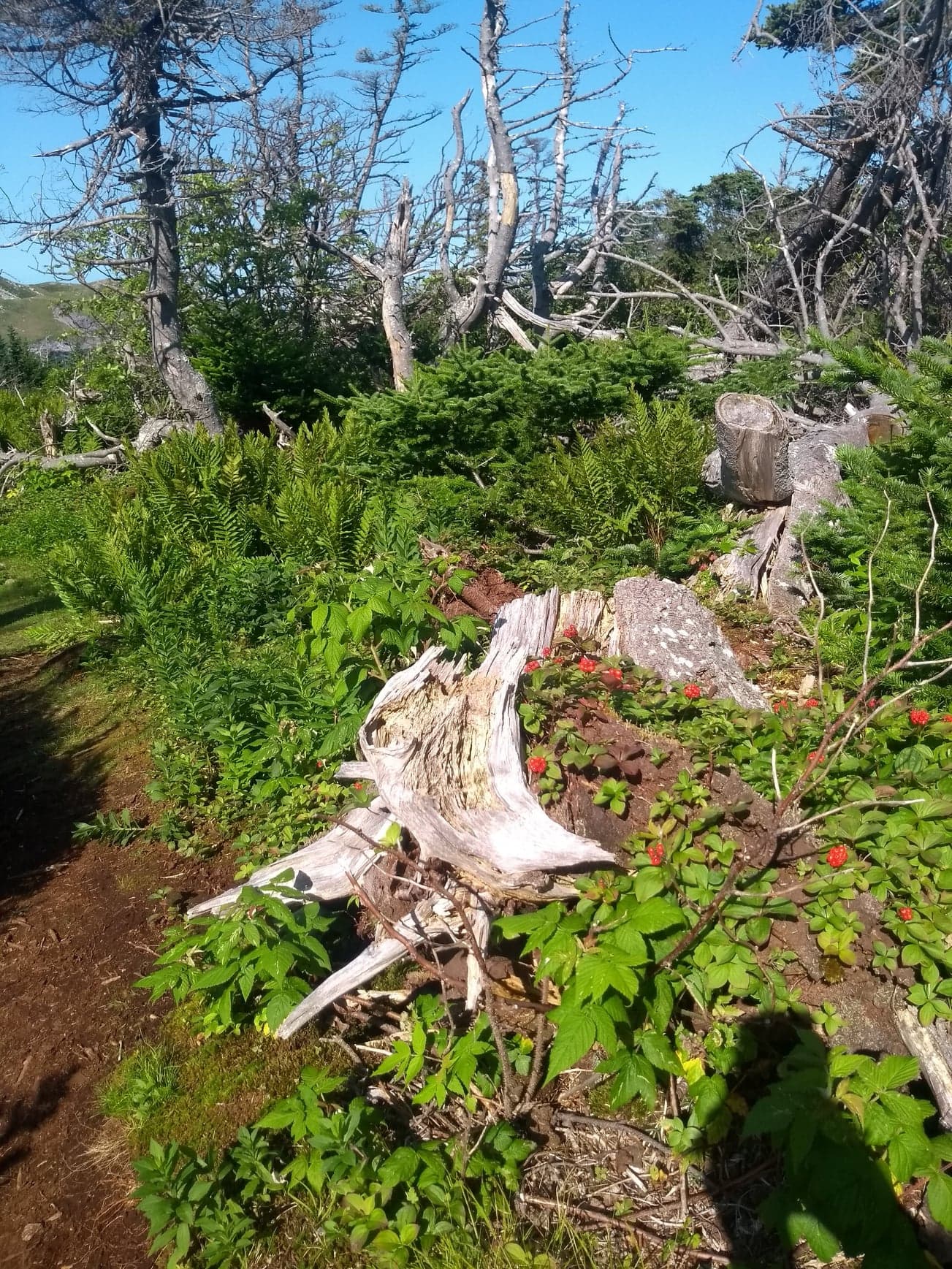 biodiversité montagne spm