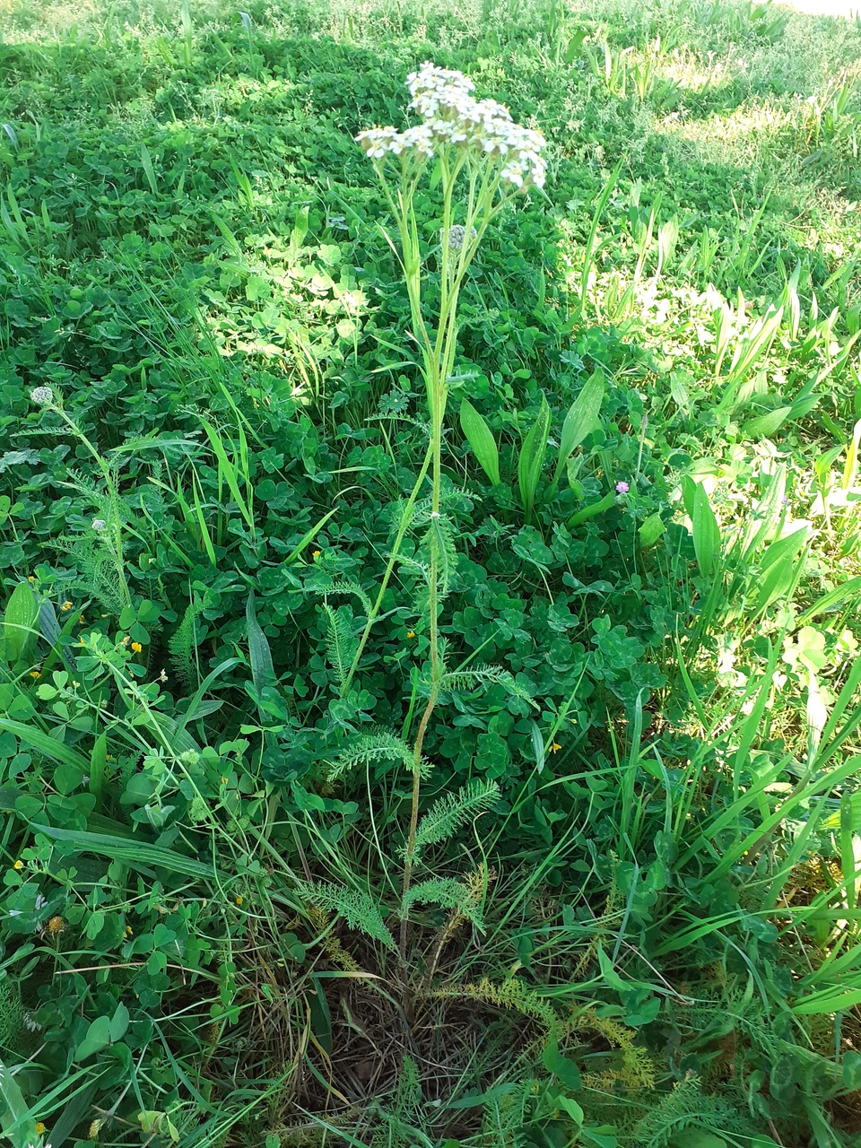 Achillée millefeuille - plante entière